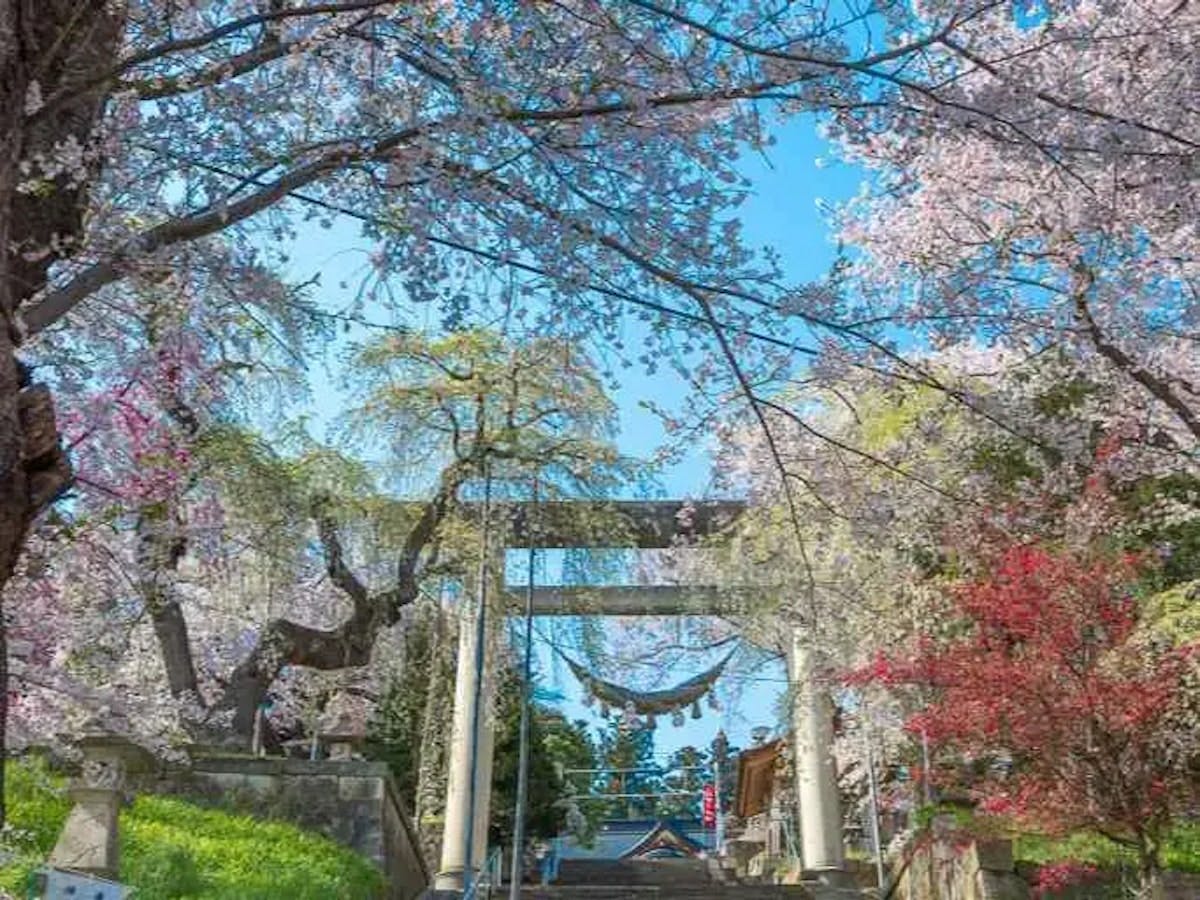 約25種類もの桜が咲き揃う烏帽子山公園