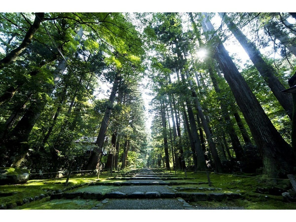 苔のじゅうたんが広がる平泉寺白山神社