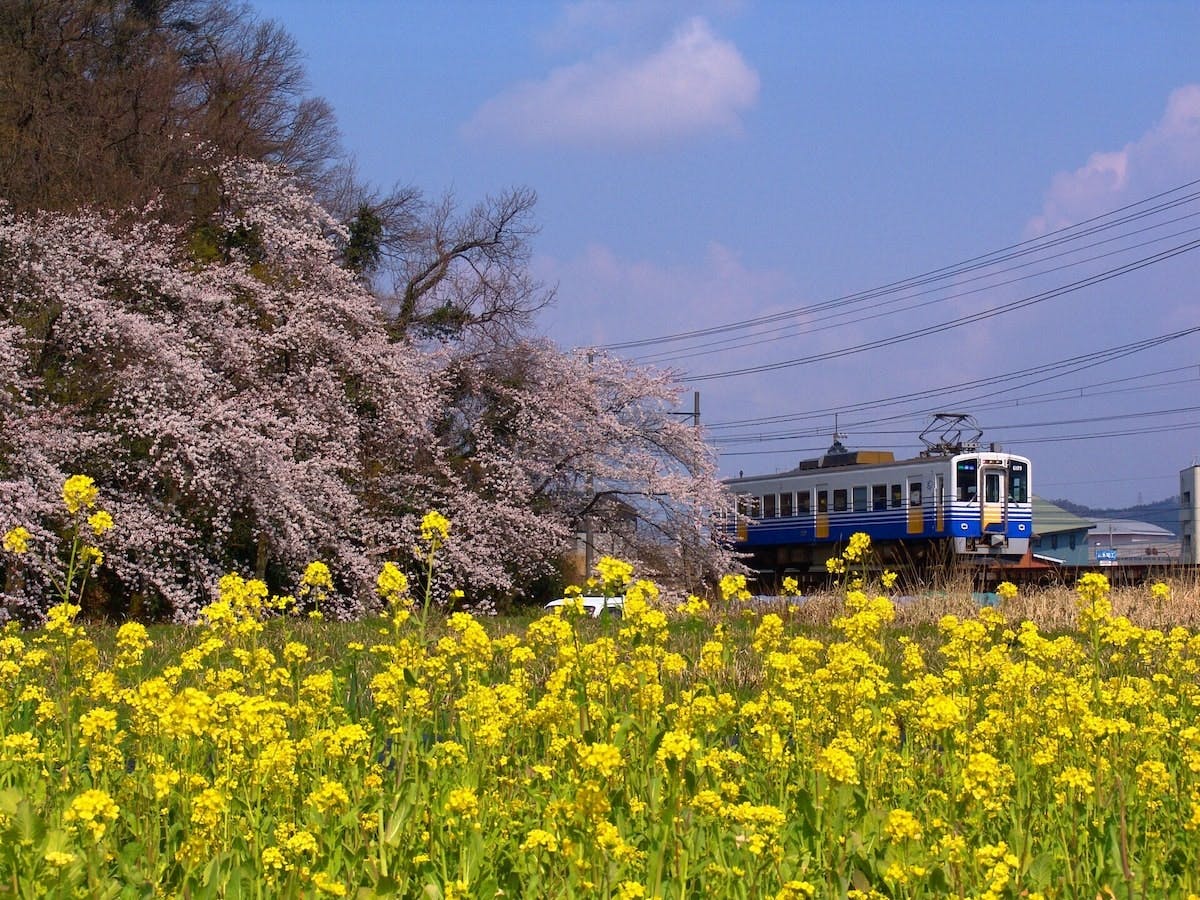 春の菜の花畑を走るえちぜん鉄道