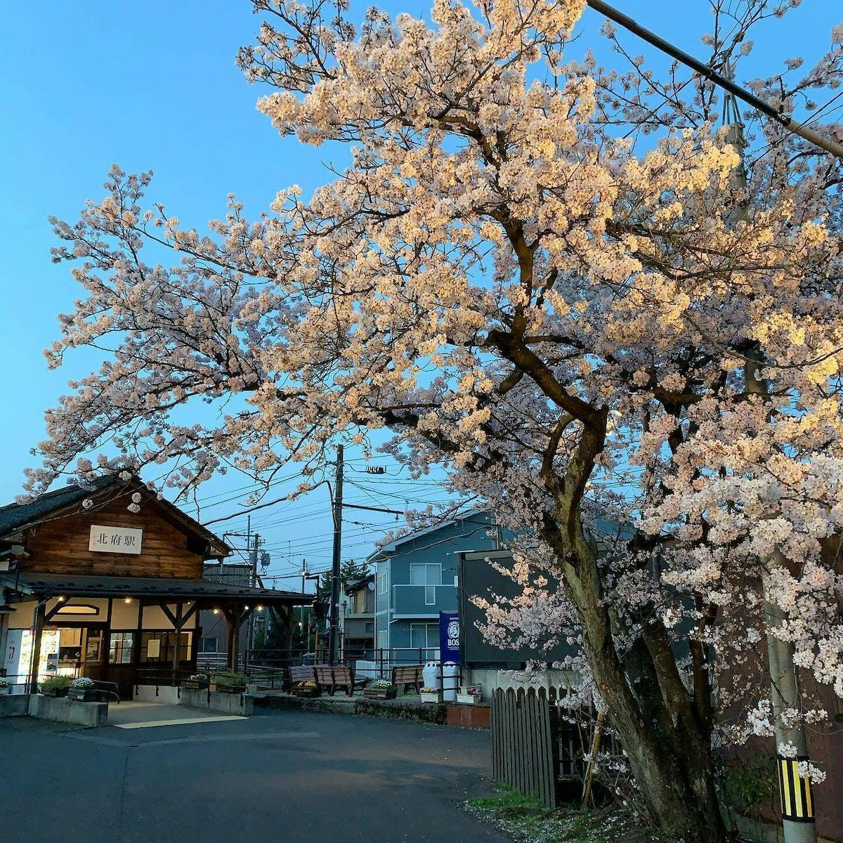 福井鉄道北府駅前の桜