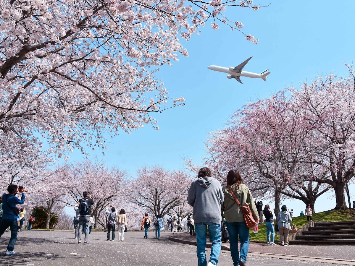 満開の桜と飛行機（成田市さくらの山）