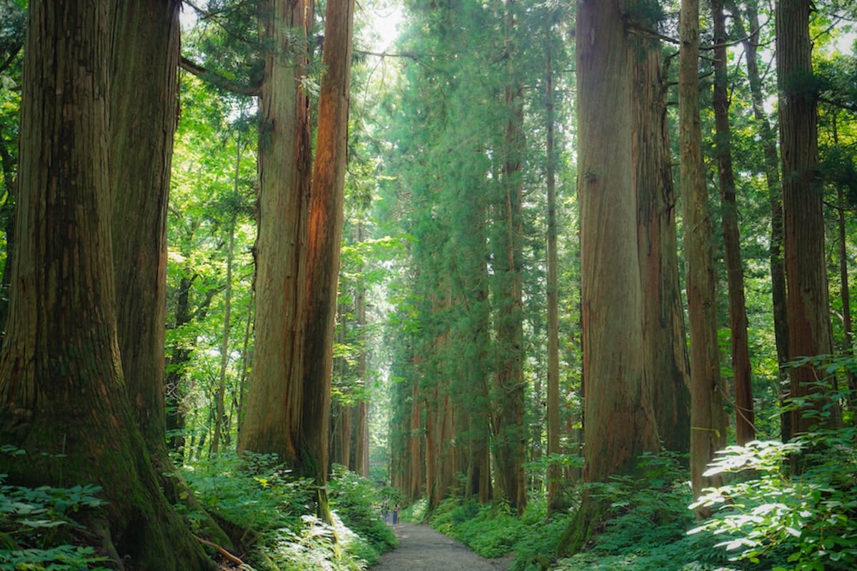 樹齢400年以上の杉並木が続く神秘的な戸隠神社奥社の参道
