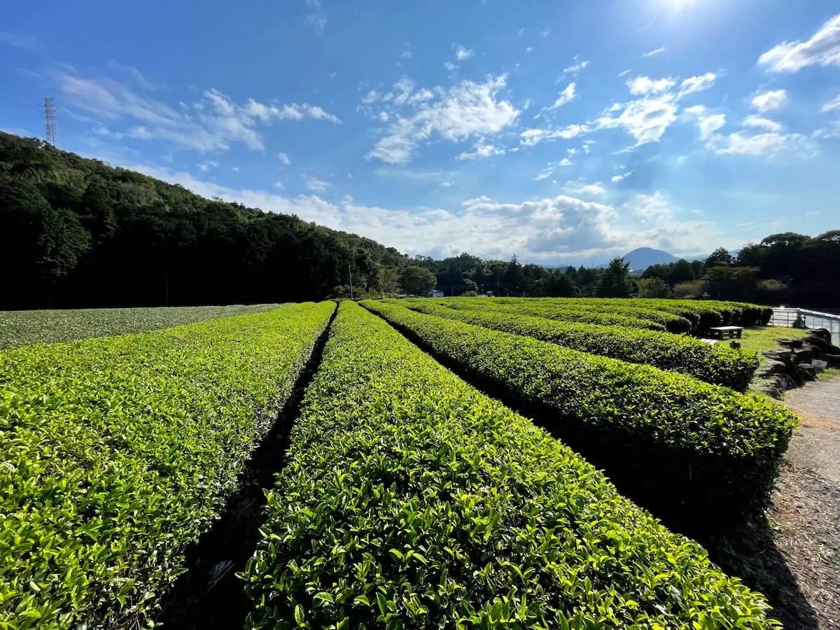 韮山反射炉を見渡せる茶畑