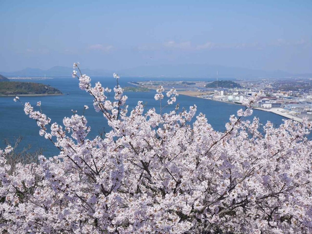 満開の米子城跡の桜